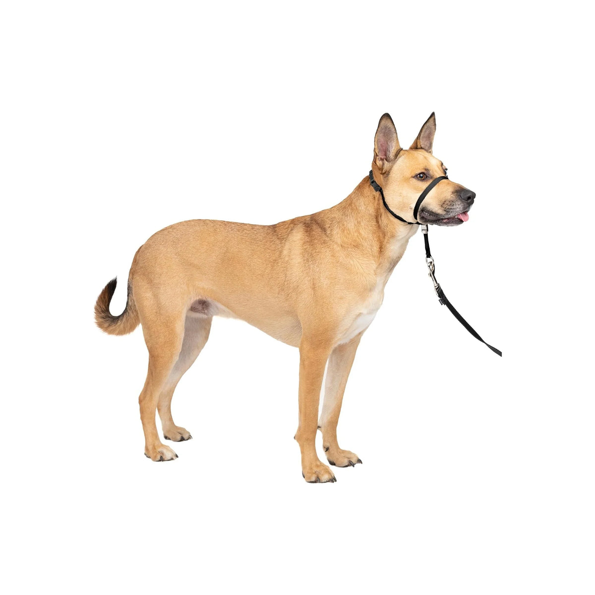 
No-Pull Headcollar for Dogs — Medium, Black